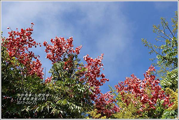 2012-09-台灣欒樹8