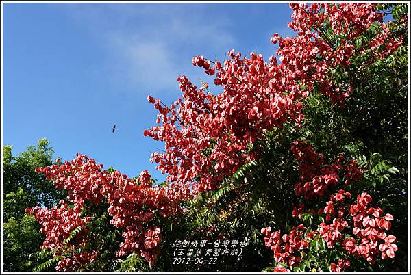 2012-09-台灣欒樹9