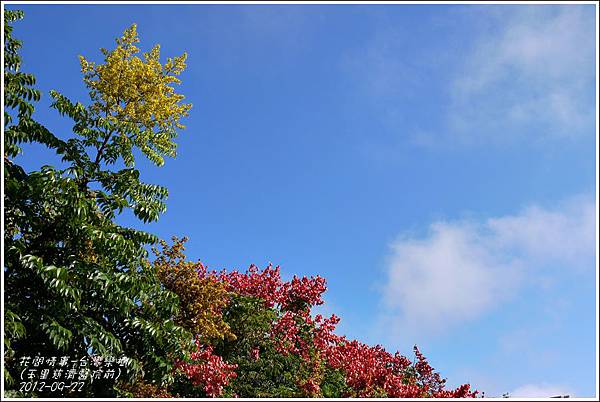 2012-09-台灣欒樹12