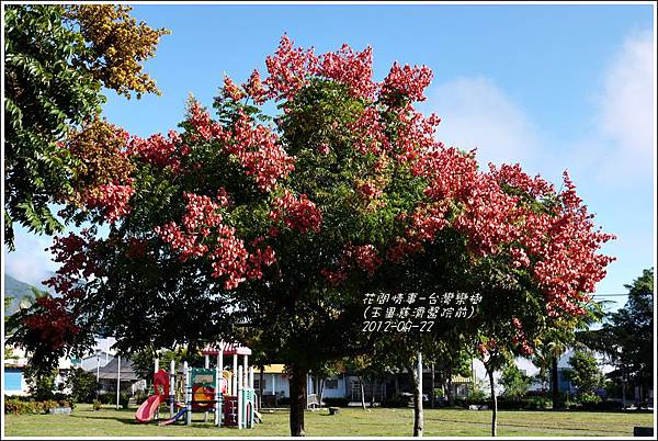 2012-09-台灣欒樹13