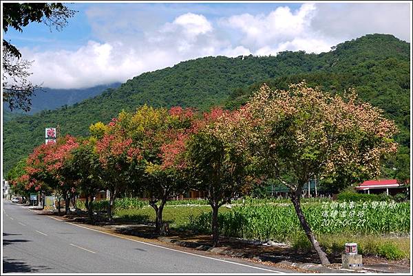 2012-09-台灣欒樹22