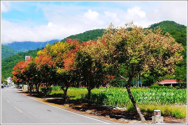 2012-09-台灣欒樹25