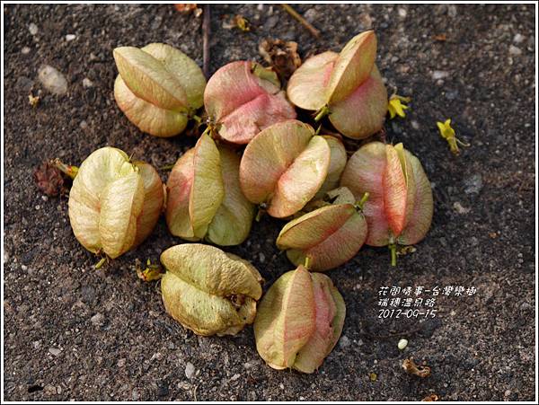 2012-09-台灣欒樹29