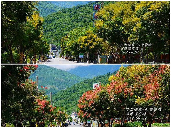 2012-09-台灣欒樹31