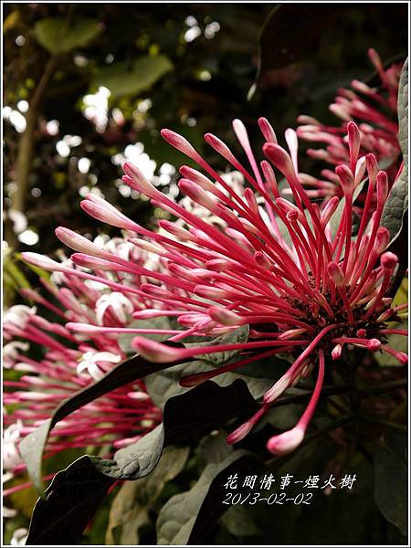 2013-02-煙火樹3