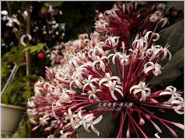 2013-02-煙火樹6