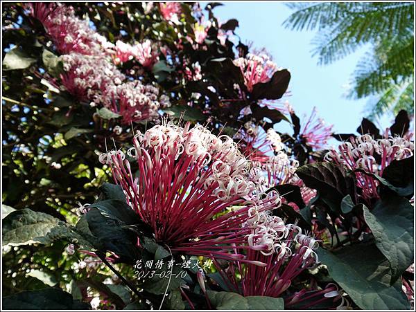 2013-02-煙火樹14