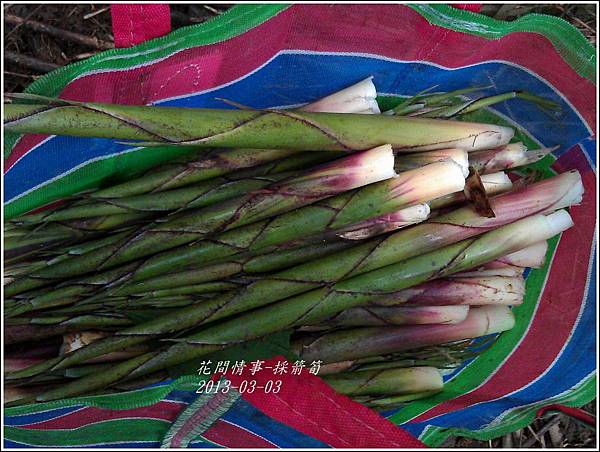 2013-03-採箭笱1 2013-03-採箭笱1