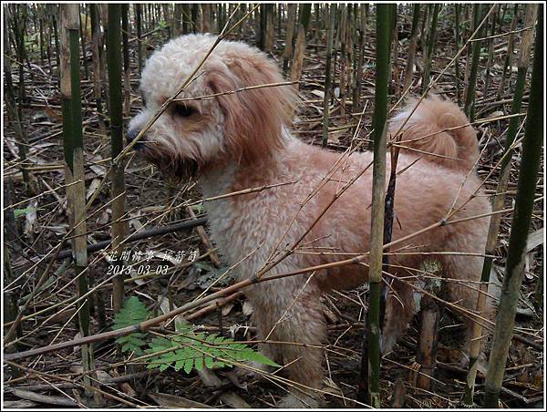 2013-03-採箭笱2 2013-03-採箭笱2