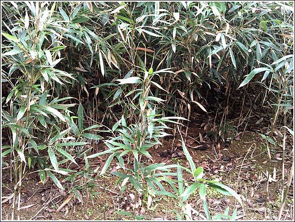 2013-03-採箭笱4 2013-03-採箭笱4