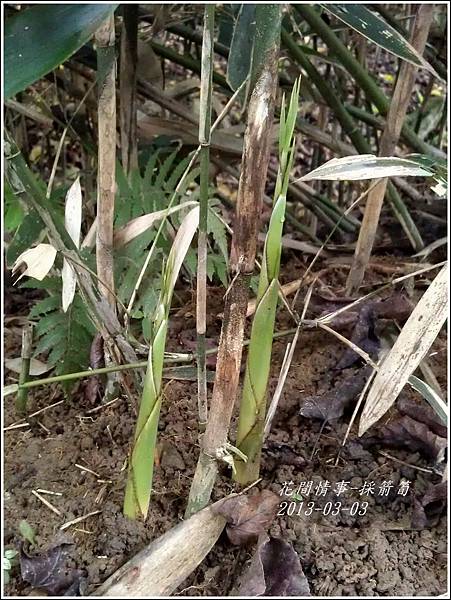 2013-03-採箭笱5 2013-03-採箭笱5