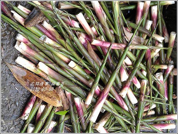 2013-03-採箭笱8 2013-03-採箭笱8