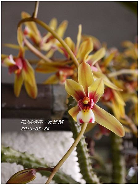 2013-04-硬葉蘭1 2013-04-硬葉蘭1