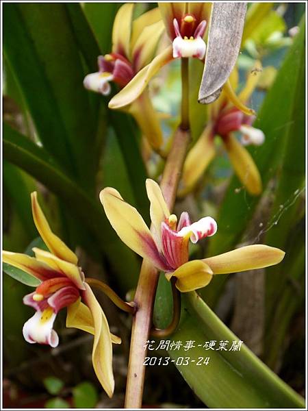 2013-04-硬葉蘭10 2013-04-硬葉蘭10