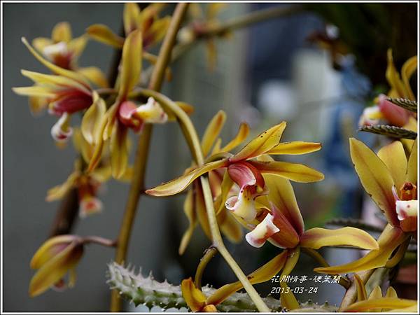 2013-04-硬葉蘭2 2013-04-硬葉蘭2