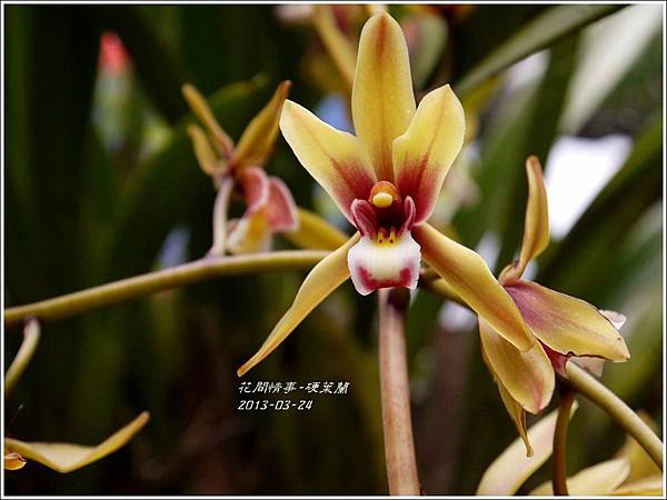 2013-04-硬葉蘭3 2013-04-硬葉蘭3
