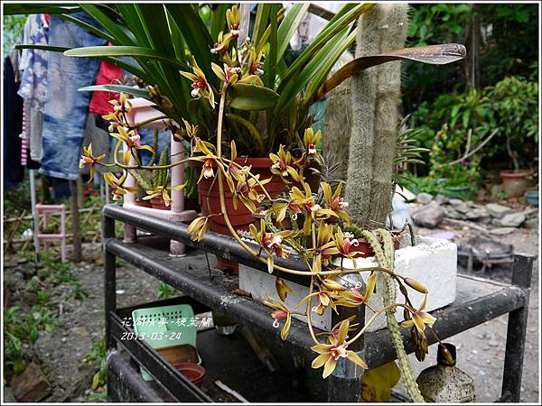 2013-04-硬葉蘭4 2013-04-硬葉蘭4