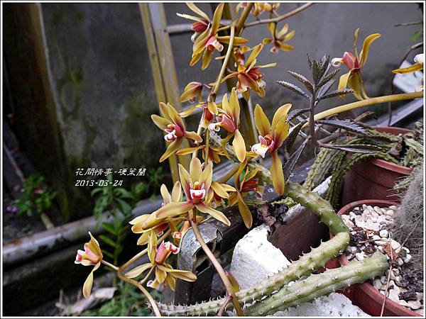 2013-04-硬葉蘭5 2013-04-硬葉蘭5