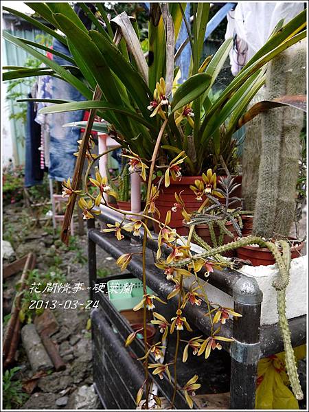 2013-04-硬葉蘭7 2013-04-硬葉蘭7