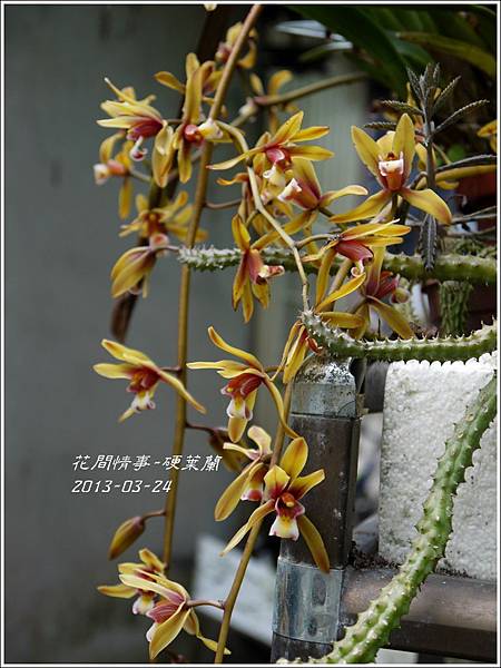 2013-04-硬葉蘭8 2013-04-硬葉蘭8