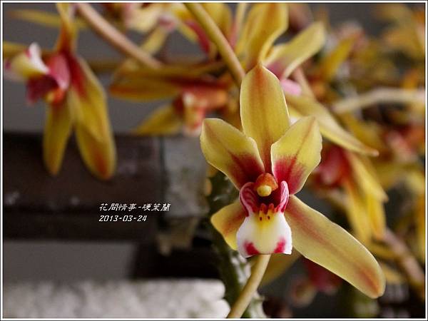 2013-04-硬葉蘭9 2013-04-硬葉蘭9