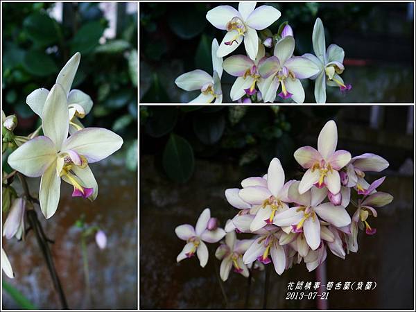 2013-08-苞舌蘭(紫蘭)11.jpg