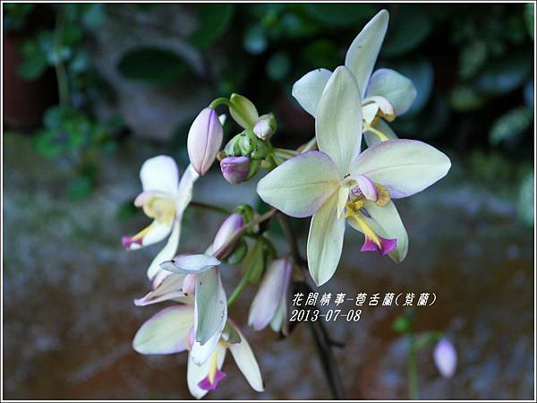 2013-08-苞舌蘭(紫蘭)2.jpg