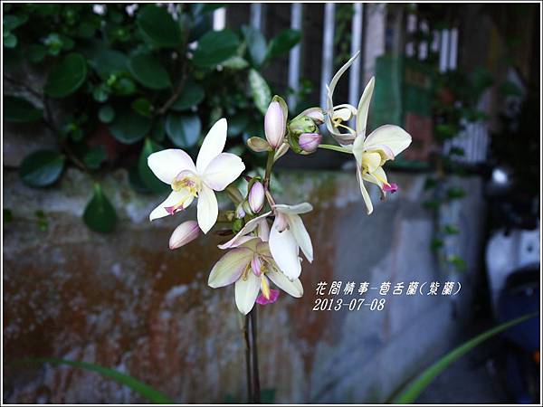 2013-08-苞舌蘭(紫蘭)3.jpg