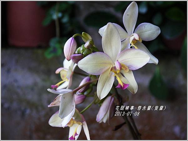 2013-08-苞舌蘭(紫蘭)4.jpg