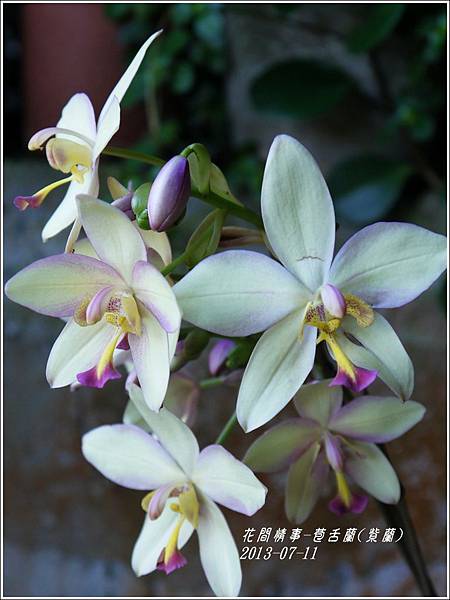 2013-08-苞舌蘭(紫蘭)6.jpg