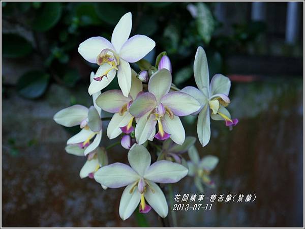 2013-08-苞舌蘭(紫蘭)5.jpg
