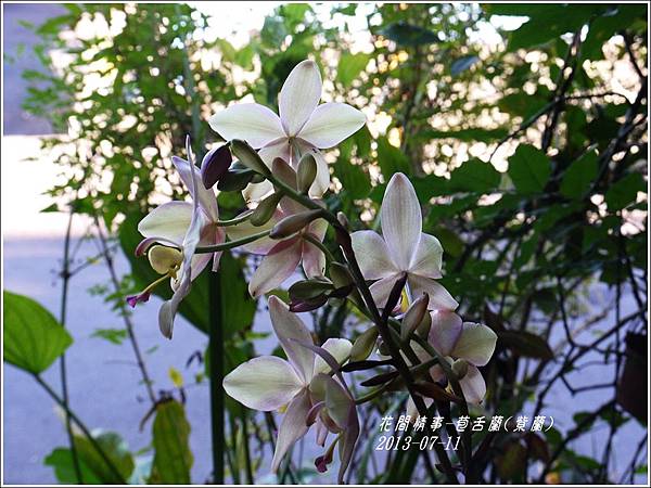 2013-08-苞舌蘭(紫蘭)7.jpg