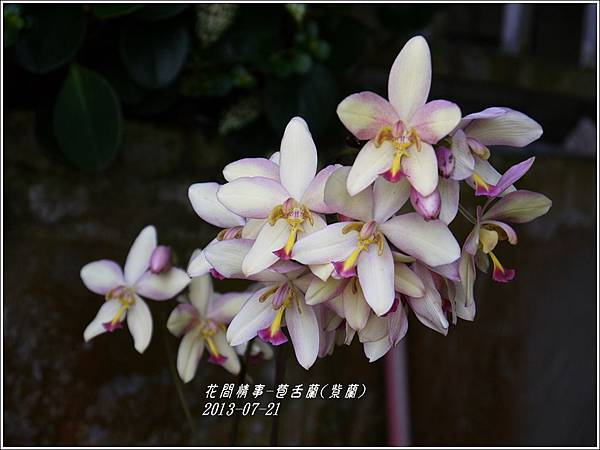 2013-08-苞舌蘭(紫蘭)10.jpg