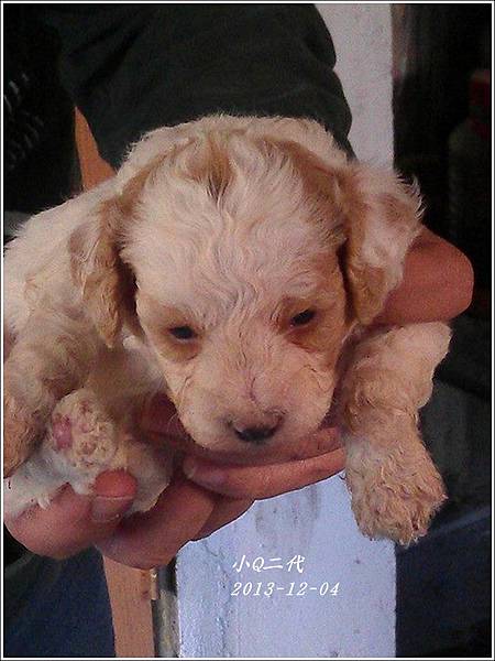 小Q二代01.jpg 小Q二代01.jpg