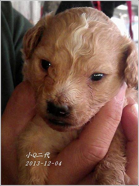 小Q二代03.jpg 小Q二代03.jpg