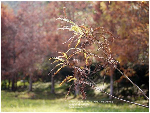 2014-01-小公園落羽松之美16.jpg