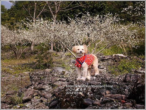 2014-01-小Q二歲4.jpg 2014-01-小Q二歲4.jpg