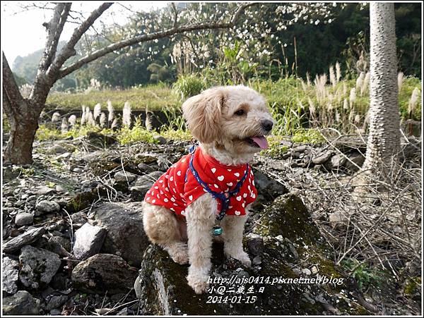 2014-01-小Q二歲5.jpg 2014-01-小Q二歲5.jpg