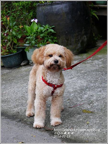 2014-01-小Q二歲8.jpg 2014-01-小Q二歲8.jpg