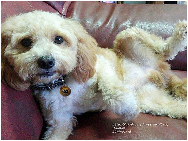 2014-01-小Q二歲15.jpg 2014-01-小Q二歲15.jpg
