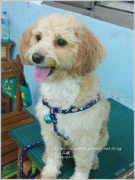 2014-01-小Q二歲16.jpg 2014-01-小Q二歲16.jpg