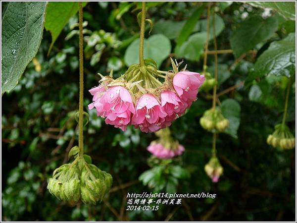 2014-02-非洲芙蓉花5.jpg 2014-02-非洲芙蓉花5.jpg