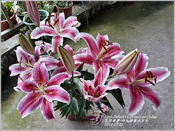 2014-02-邱比特香水百合8.jpg 2014-02-邱比特香水百合8.jpg