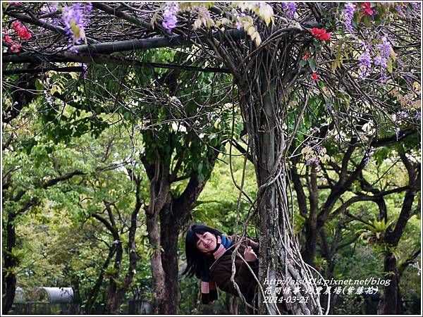 2014-03-兆豐遇紫藤花21.jpg 2014-03-兆豐遇紫藤花21.jpg