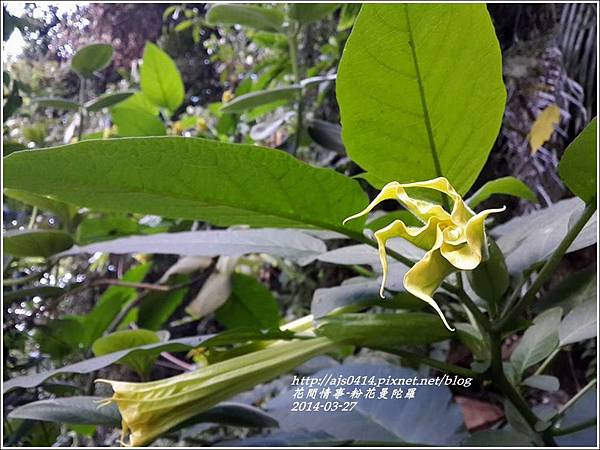2014-04-粉花曼陀羅1.jpg 2014-04-粉花曼陀羅1.jpg