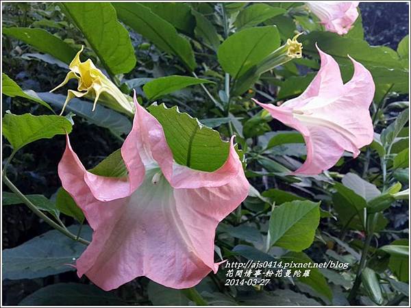 2014-04-粉花曼陀羅3.jpg 2014-04-粉花曼陀羅3.jpg