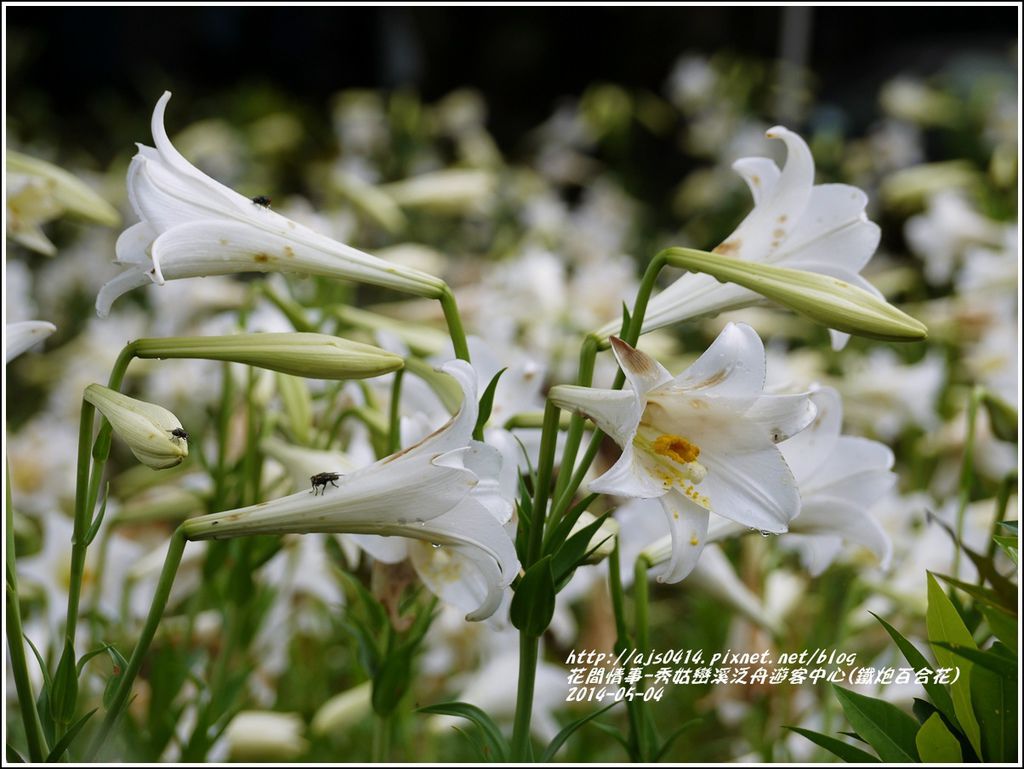 2014-05-秀姑戀溪泛舟遊客中心(鐵炮百合花)4.jpg 2014-05-秀姑戀溪泛舟遊客中心(鐵炮百合花)4.jpg
