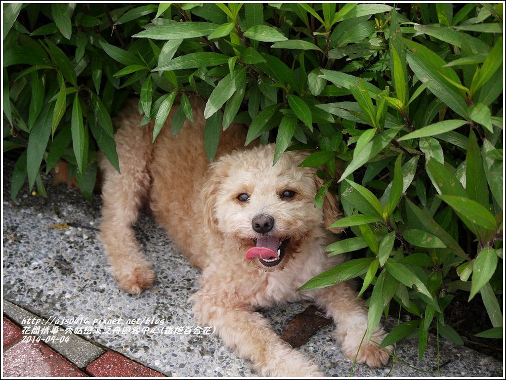 2014-05-秀姑戀溪泛舟遊客中心(鐵炮百合花)9.jpg 2014-05-秀姑戀溪泛舟遊客中心(鐵炮百合花)9.jpg