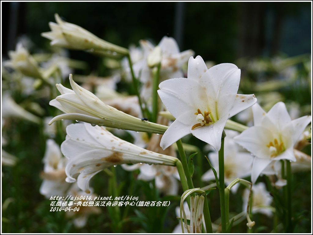 2014-05-秀姑戀溪泛舟遊客中心(鐵炮百合花)6.jpg 2014-05-秀姑戀溪泛舟遊客中心(鐵炮百合花)6.jpg