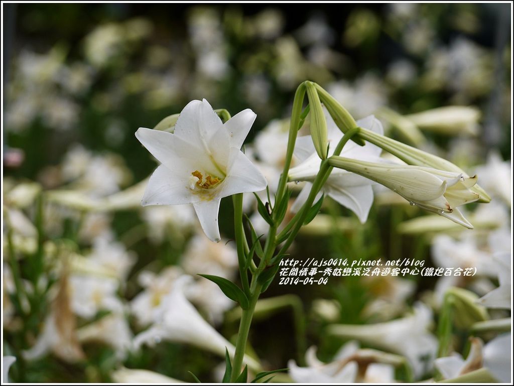 2014-05-秀姑戀溪泛舟遊客中心(鐵炮百合花)5.jpg 2014-05-秀姑戀溪泛舟遊客中心(鐵炮百合花)5.jpg